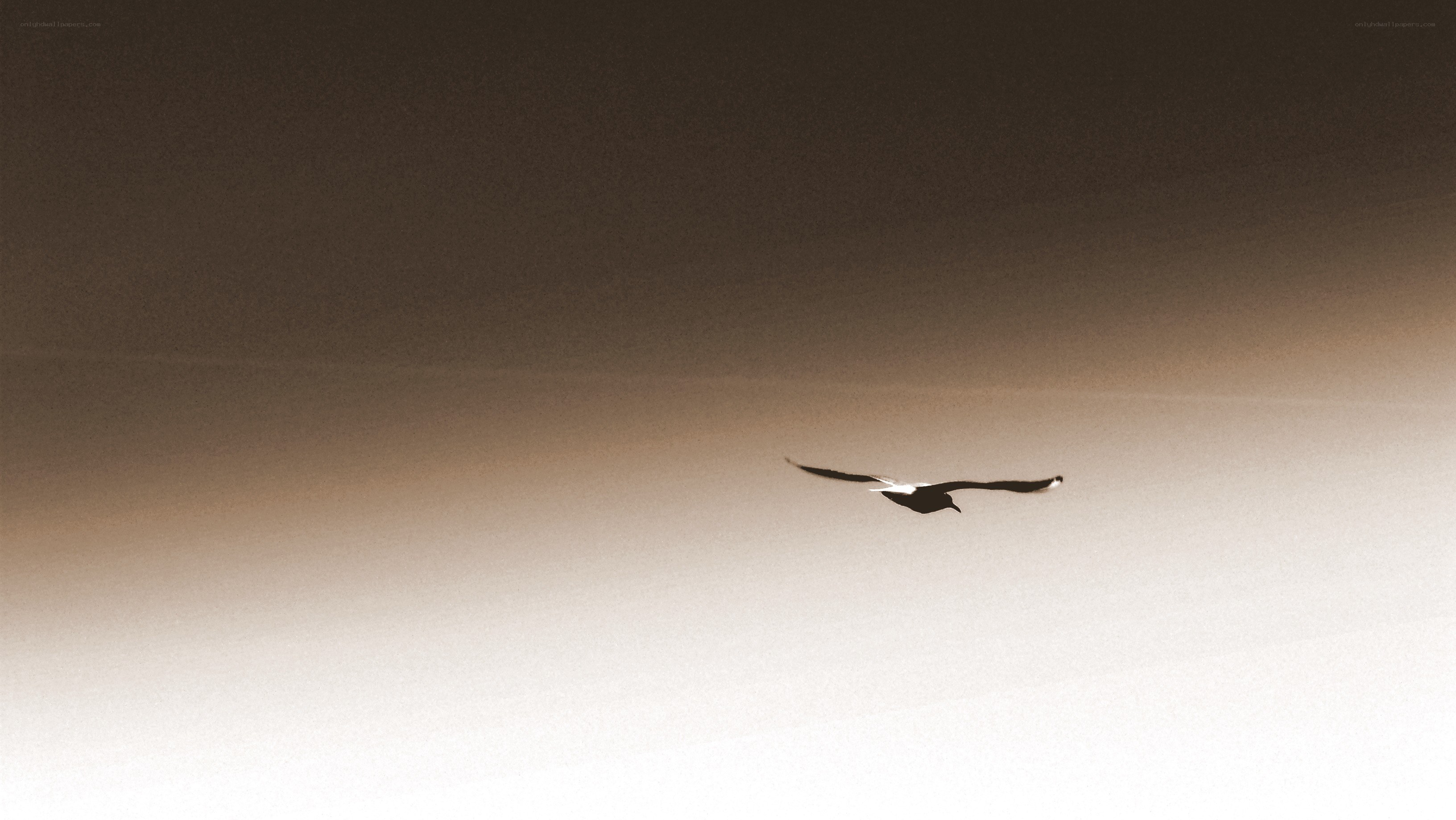 bird flying in the sky
