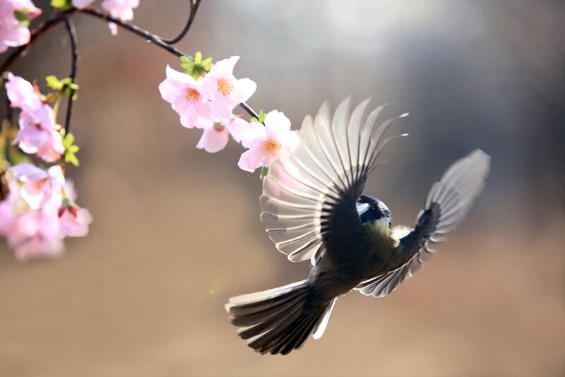 Bird Flying Near Blossoms — Pink