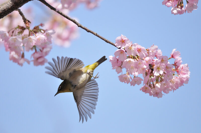 Bird Flying Near Blossoms