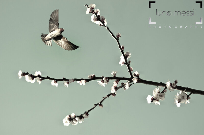 Bird Flying Near Blossoms — White