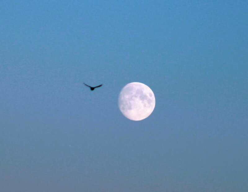 Bird Flying Near Moon