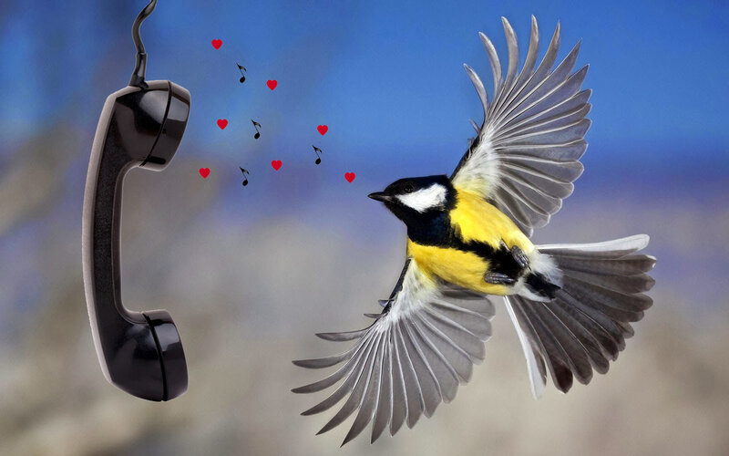 Bird Flying Near Phone