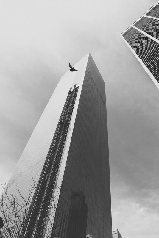 Bird Flying Near Skyscraper