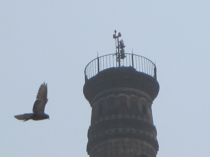 bird flying near tower