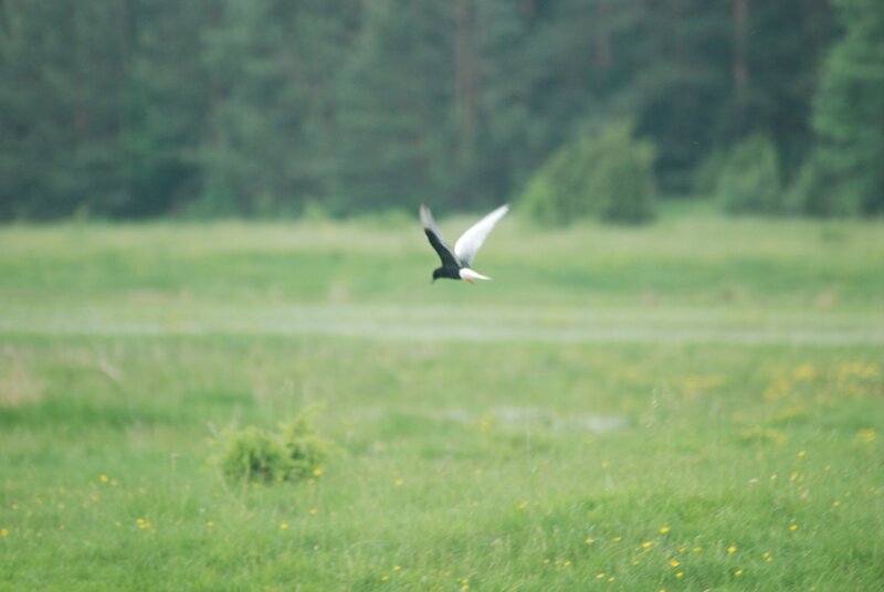 bird flying over a field
