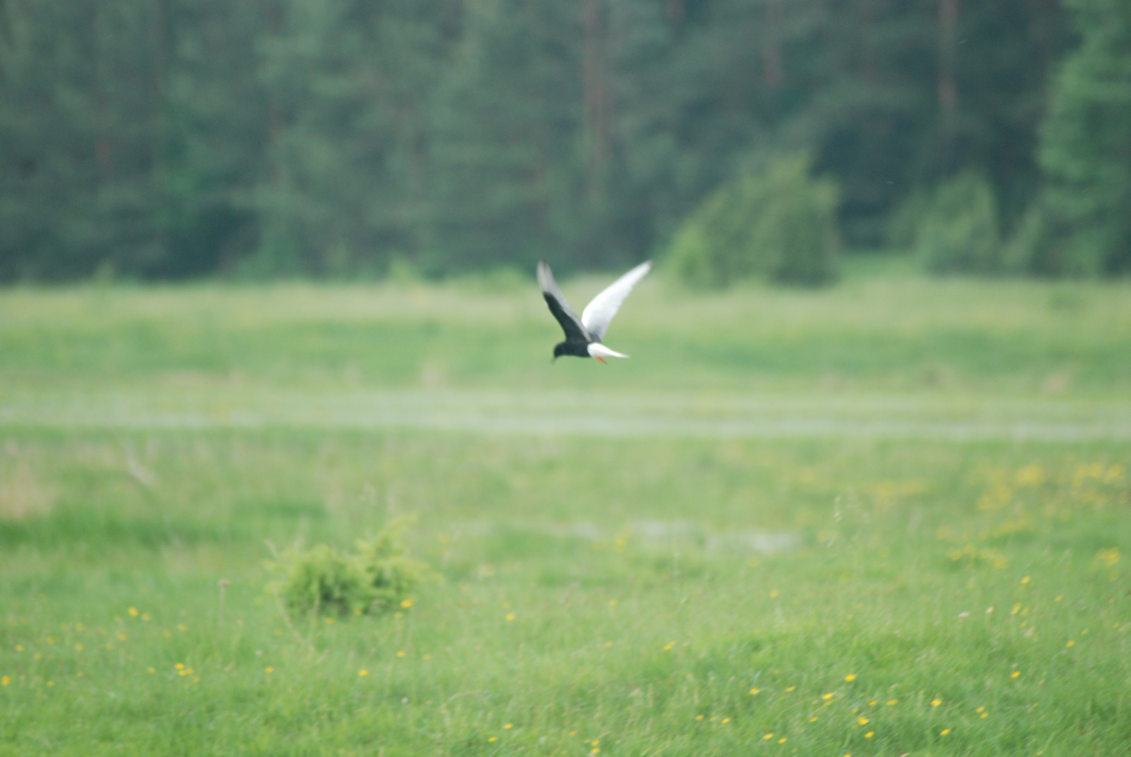 bird flying over a field