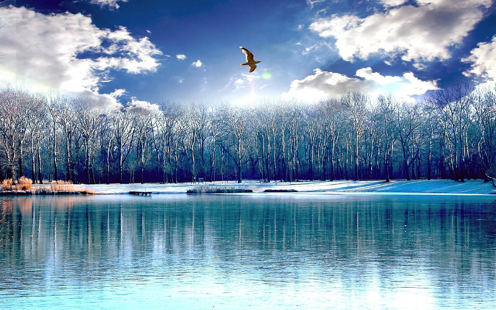 Bird flying over a frozen lake