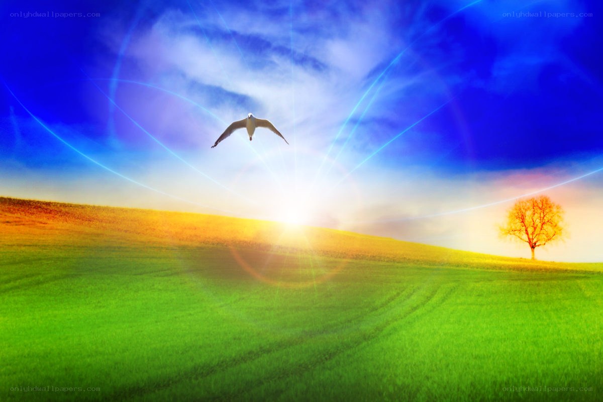 Bird flying over a green field