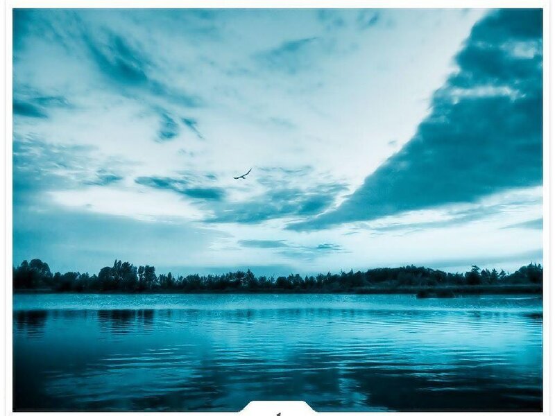 Bird flying over a lake