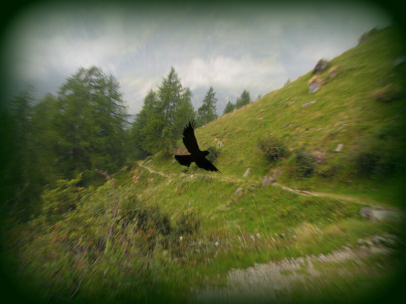 Bird flying over a mountain path