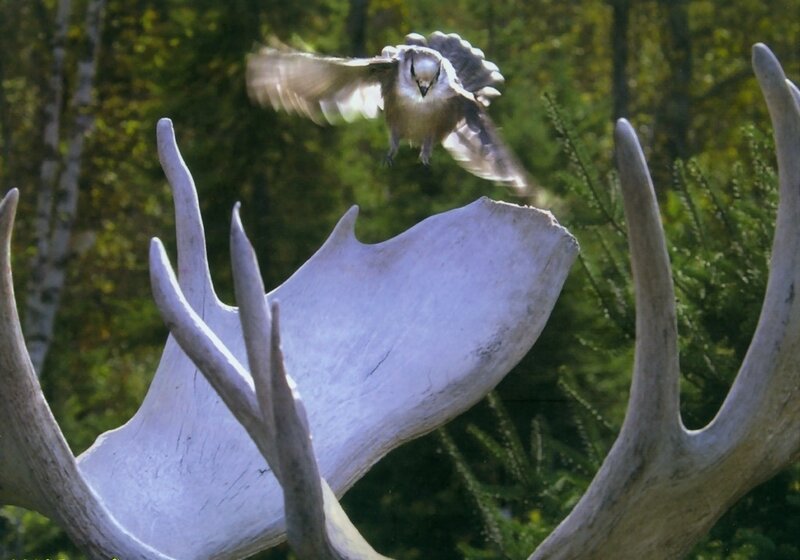 Bird Flying over Antlers — Green