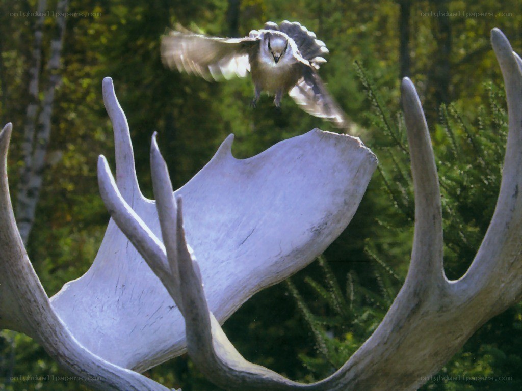 Bird flying over antlers