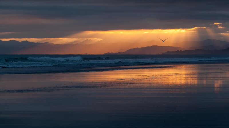 Bird Flying over Beach — Orange, Dramatic, Sunset