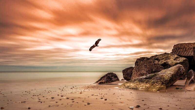 Bird Flying over Beach — Orange, Dramatic