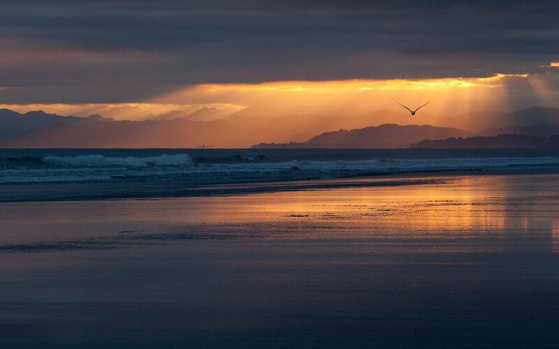 Bird Flying over Beach — Orange
