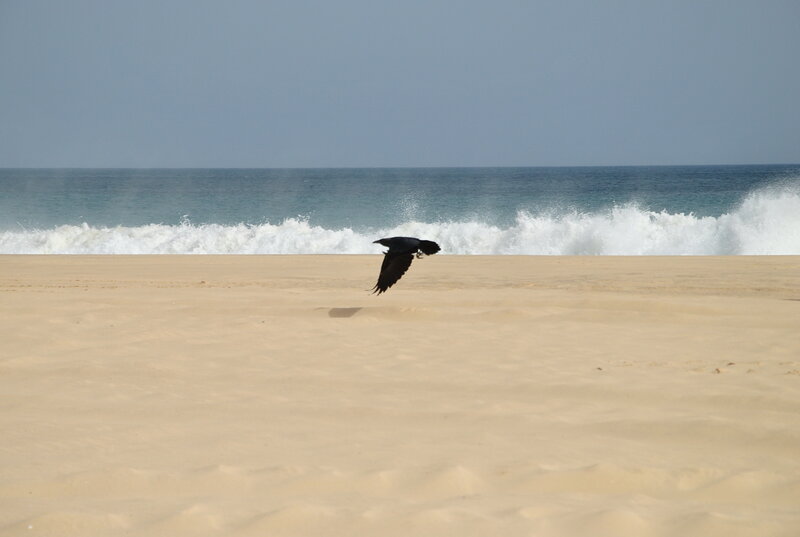Bird flying over beach