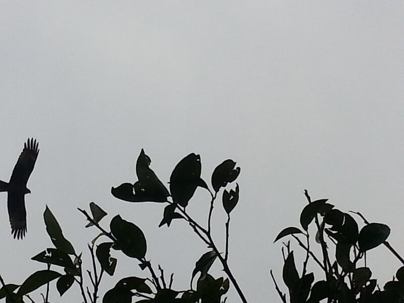 Bird Flying over Branches