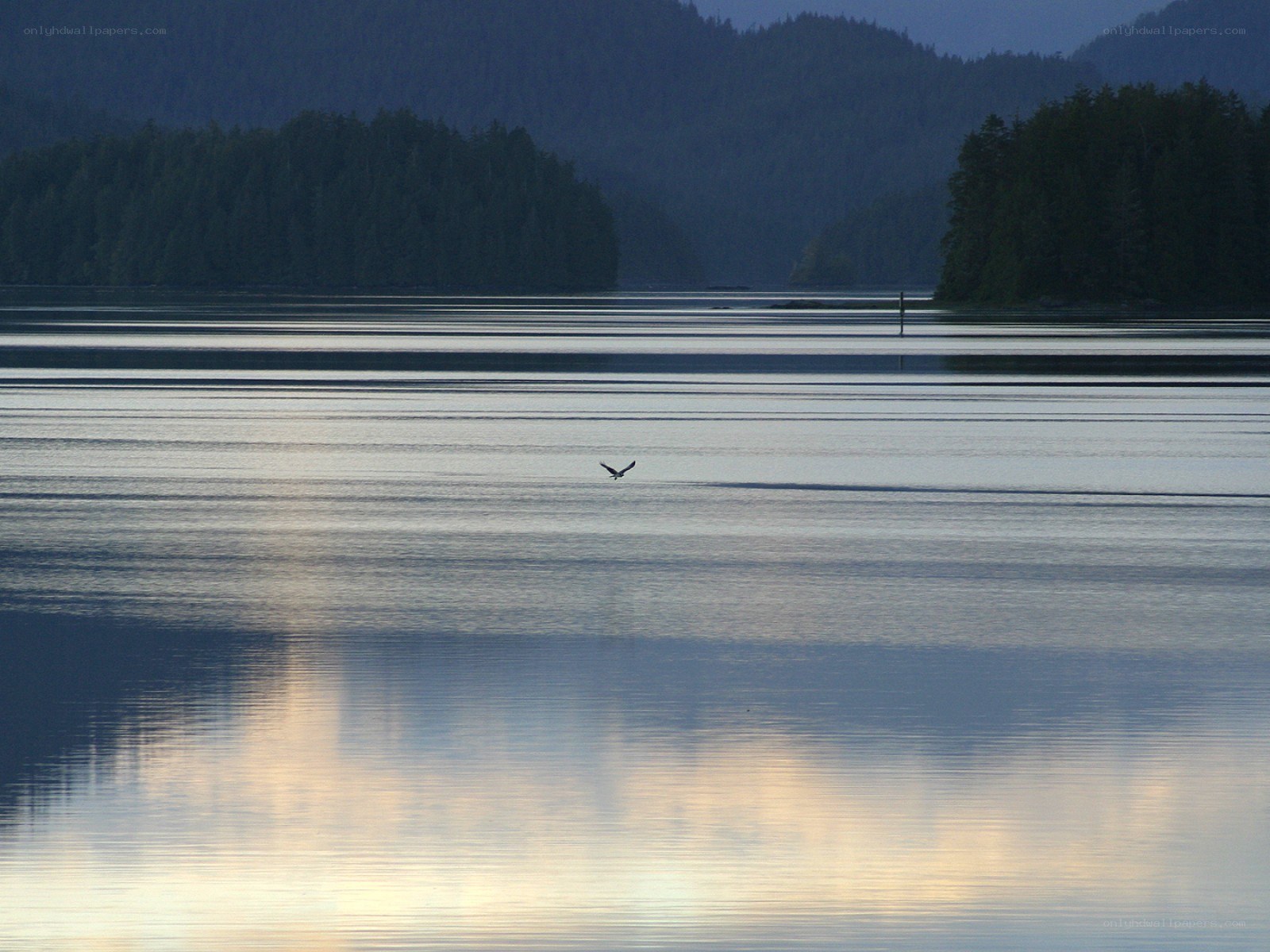 Bird flying over calm water
