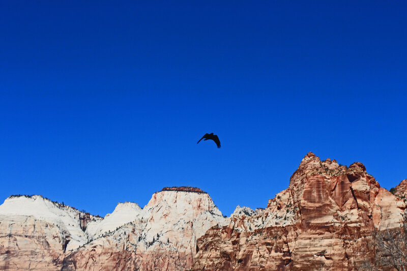 Bird Flying over Canyon — Blue