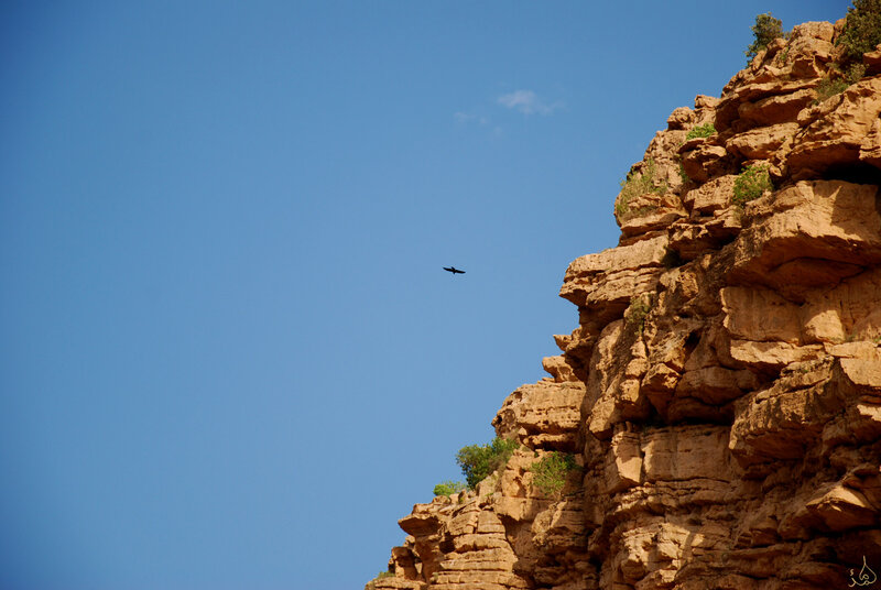 Bird Flying over Cliff