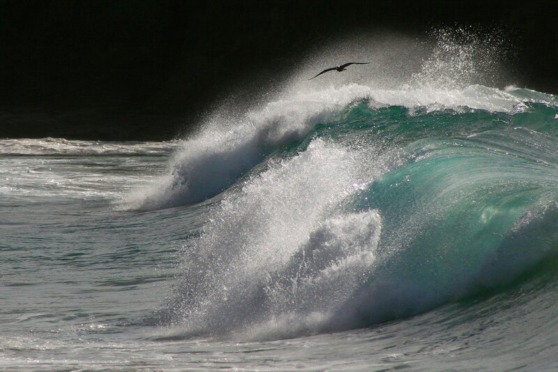 Bird flying over crashing wave