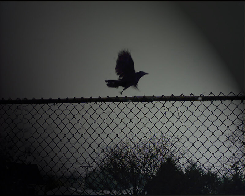 bird flying over fence