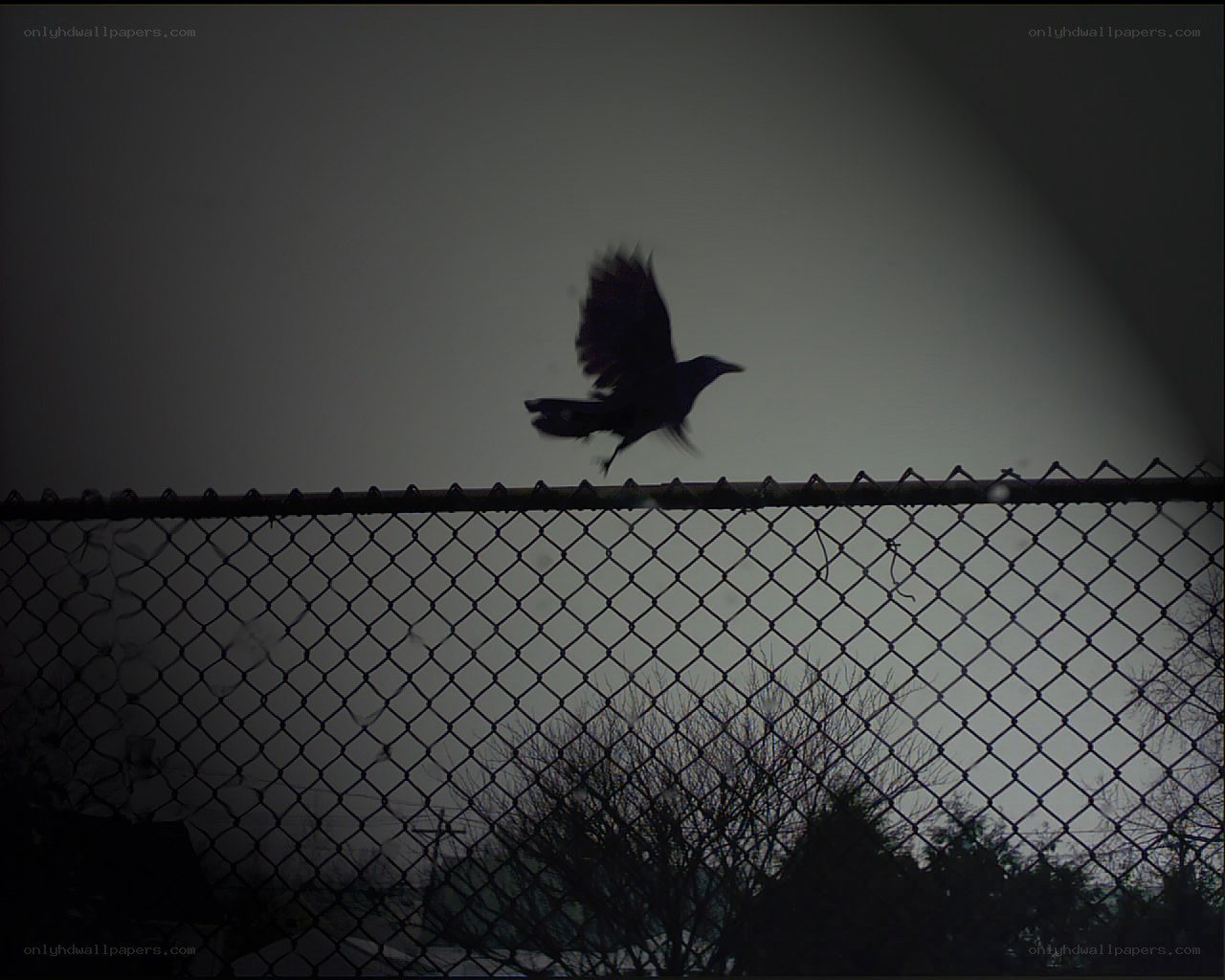 bird flying over fence