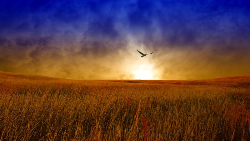 Bird Flying over Field — Blue, Dramatic, Sunset