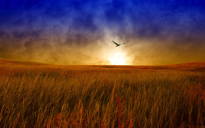Bird Flying over Field — Blue, Dramatic