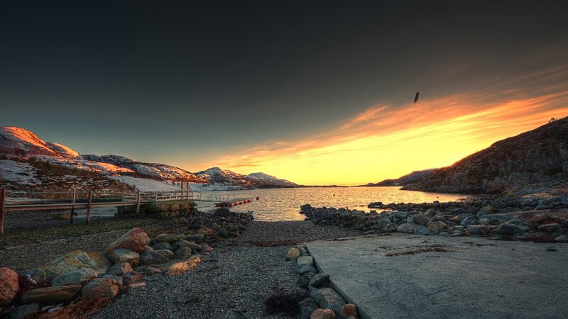 Bird Flying over Fjord