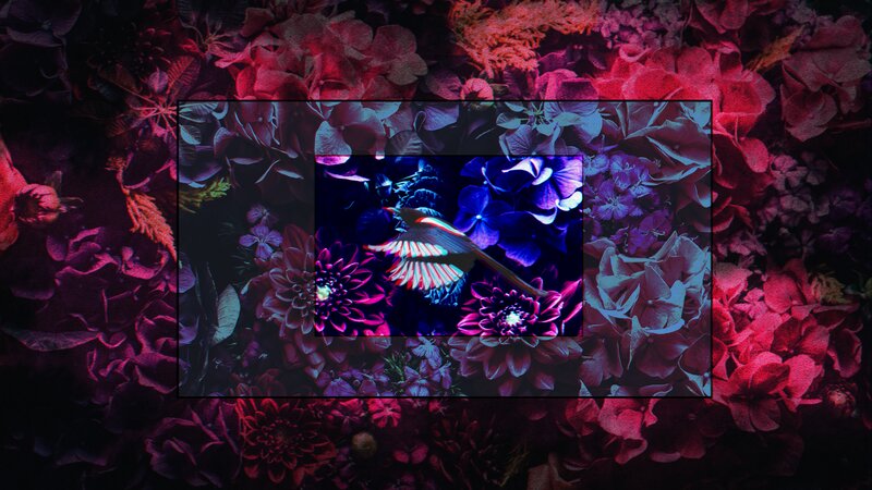 Bird Flying over Flowers — Purple