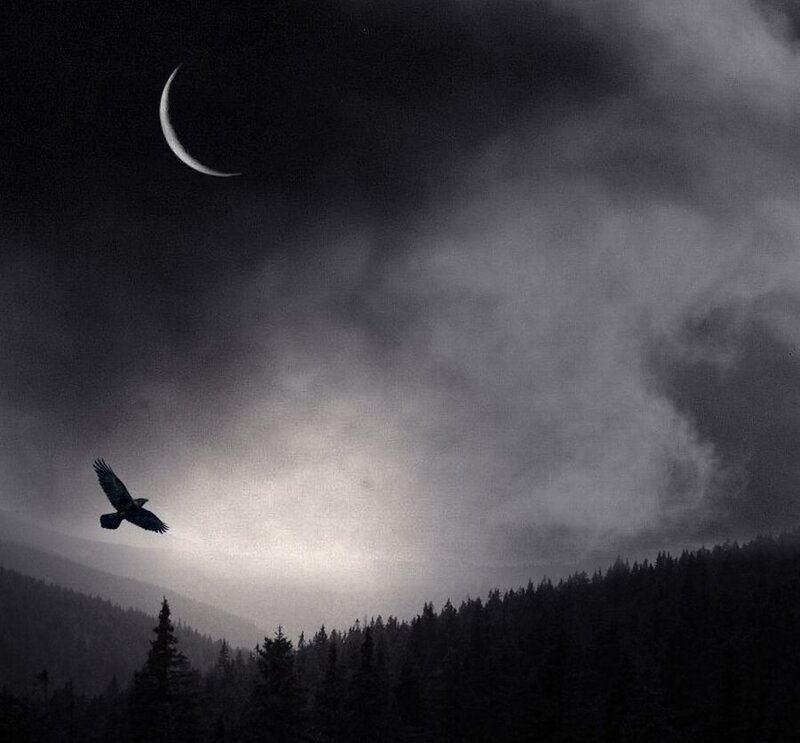 Bird Flying over Forest
