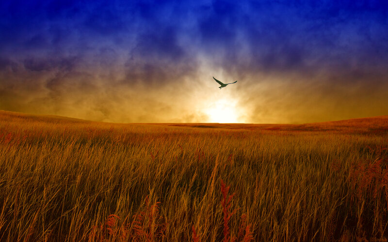 Bird flying over golden field