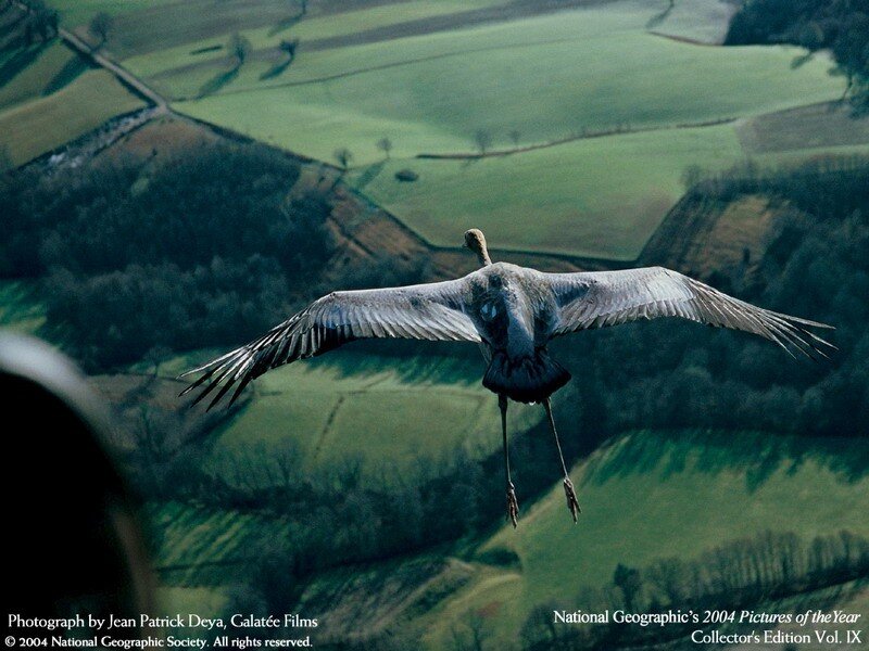 Bird flying over green fields