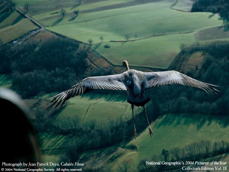 Bird flying over green fields