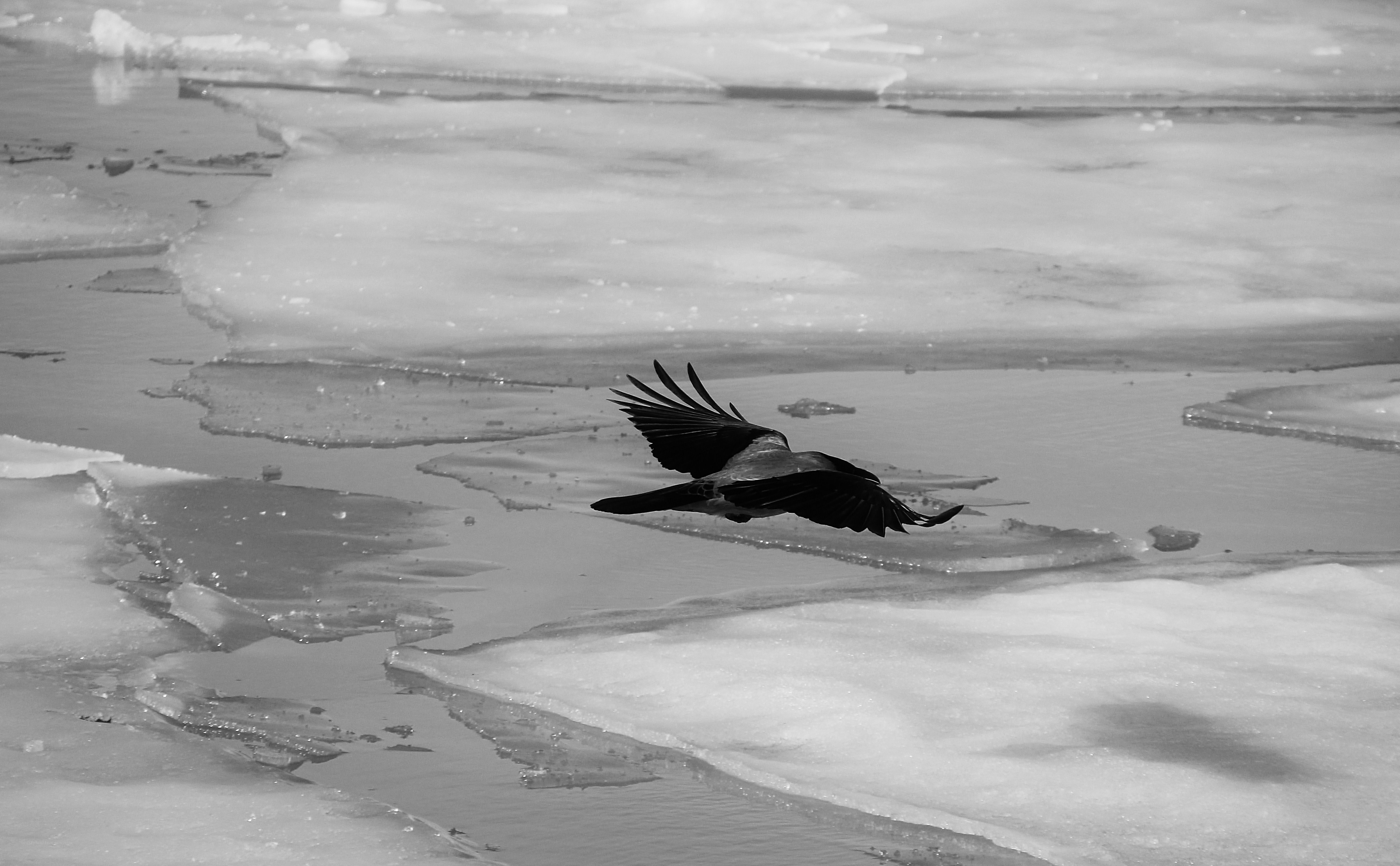 Bird flying over icy water