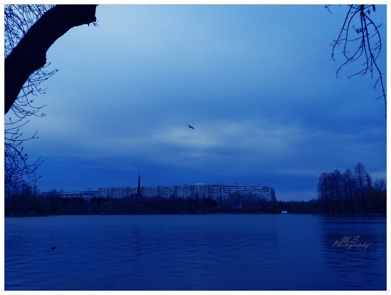 Bird Flying over Lake — Blue, Calm