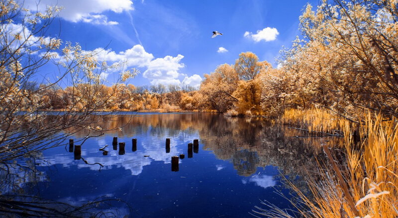 Bird Flying over Lake — Blue, Serene, Afternoon