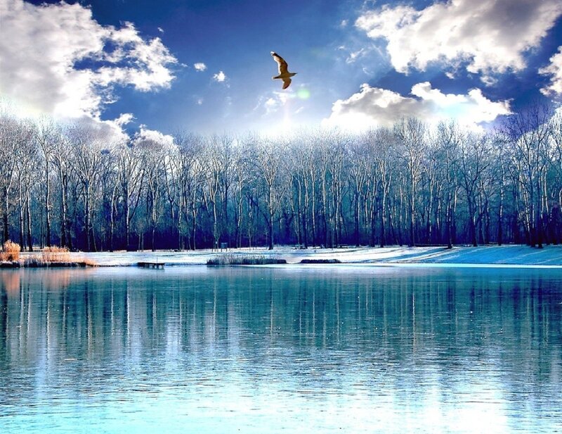 Bird Flying over Lake — Blue, Serene
