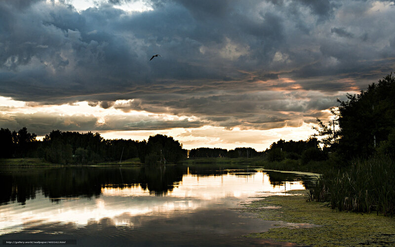 Bird Flying over Lake — Gray, Dramatic