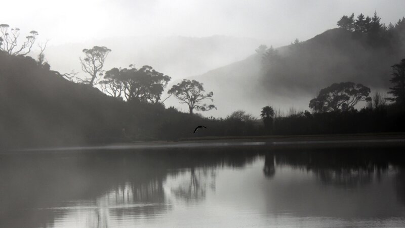 Bird Flying over Lake — Gray
