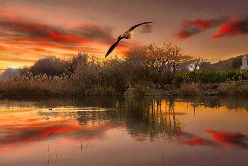 Bird Flying over Lake — Orange, Dramatic, Sunset