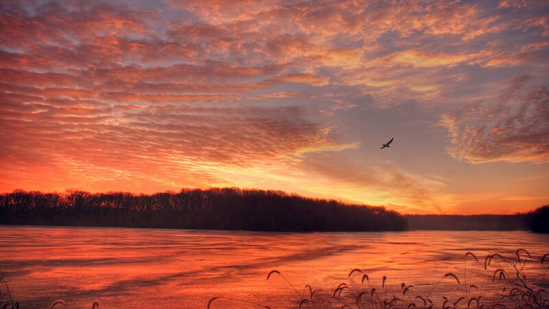Bird Flying over Lake — Orange, Dramatic