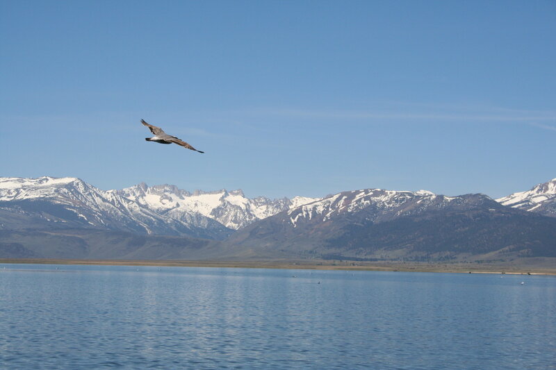 Bird Flying over Lake