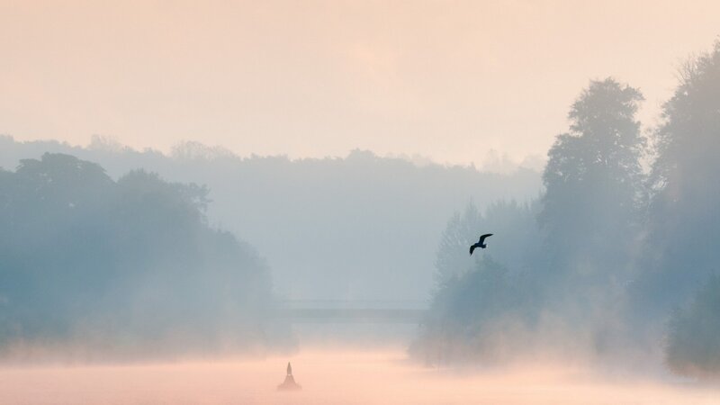 Bird Flying over Misty River
