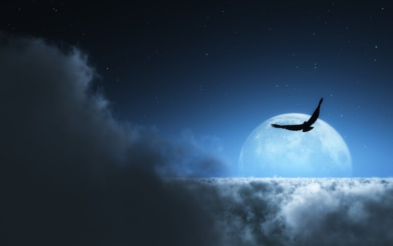 Bird flying over moon