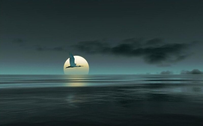 bird flying over moonlit sea