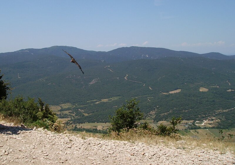 Bird Flying over Mountains — Green