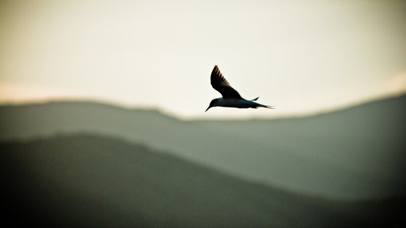 bird flying over mountains