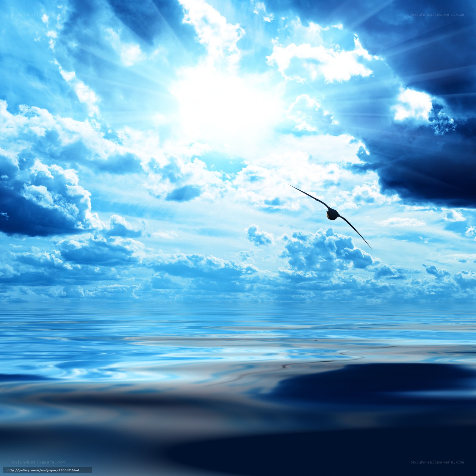 Bird flying over ocean at sunrise